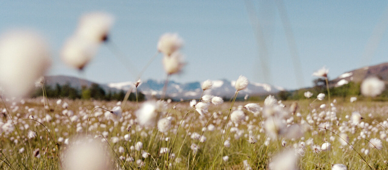 Cotton plants in a field with mountains in the background